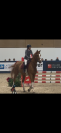 Hongre 11 ans cso 