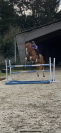 Hongre 11 ans cso 