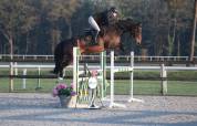Hongre 7ans pour CSO 