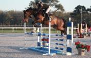 Hongre 7ans pour CSO 