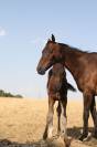 A r&eacute;server foal m&acirc;le 