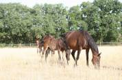 A r&eacute;server foal m&acirc;le 