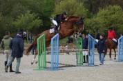 Cheval de 5ans