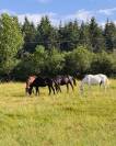 Pension &eacute;levage - Poulini&egrave;res & jeunes chevaux