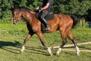 DP adorable cheval, accessible en transports