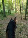 DP adorable cheval, accessible en transports