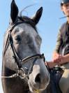 Hongre 6 ans assurance vie pour amateurs 