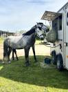 Hongre 6 ans assurance vie pour amateurs 