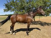 Grand cheval &agrave; vendre