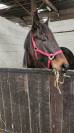 Cheval de loisir 