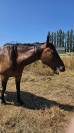 Cheval de loisir 