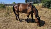 Cheval de loisir 