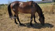 Cheval de loisir 