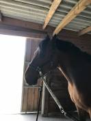 Cheval amateur 