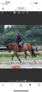 Cheval amateur 