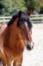 poney de sport &agrave; vendre 