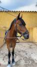 poney de sport &agrave; vendre 