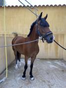 poney de sport &agrave; vendre 