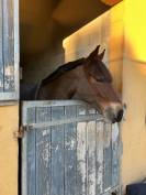 poney de sport &agrave; vendre 
