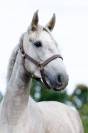 Mare Saddle Horse For sale 2020 Grey