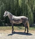 Mare Saddle Horse For sale 2020 Grey