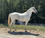 Mare Saddle Horse For sale 2020 Grey