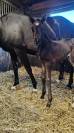 Pouliche Zangersheide avec beaucoup de chic 