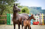 Pouliche Zangersheide avec beaucoup de chic 
