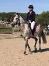 Merrie Franse rijpony PFS Te koop 2019 Donker bruin / bai ,  Carlson