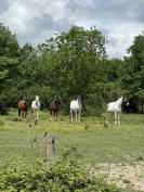 Pension chevaux de propri&eacute;taires Seysses 