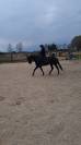 REGINA, femmina 5 anni