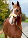 Poney D 
