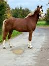 Poney D 