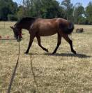 Prima, jument 5ans