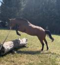 Prima, jument 5ans