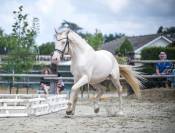 Hongre 4 ans dressage et loisirs 