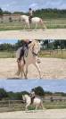 Hongre 4 ans dressage et loisirs 
