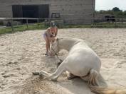 Hongre 4 ans dressage et loisirs 