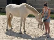 Hongre 4 ans dressage et loisirs 
