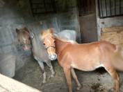Cheval miniature 