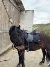 Poney-C-pfs-10ans