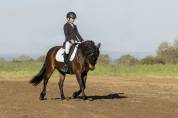 Hongre poney C &ndash; 10 ans &ndash; 1,36 m &ndash; CCE/CSO &ndash; Club &Eacute;lite
