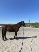 Hongre poney C &ndash; 10 ans &ndash; 1,36 m &ndash; CCE/CSO &ndash; Club &Eacute;lite