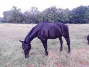 Poulini&egrave;re suit&eacute;e 100% Dressage 