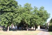PROPRIETE DE 15 HECTARES AVEC MAISON TARN ET GARONNE