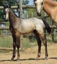 Welsh Pony PP &ndash; Poulain m&acirc;le 2026, vendu avec sa m&egrave;re