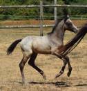 Welsh Pony PP &ndash; Poulain m&acirc;le 2026, vendu avec sa m&egrave;re