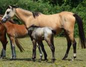Welsh Pony PP &ndash; Poulain m&acirc;le 2026, vendu avec sa m&egrave;re