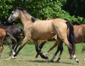 Welsh Pony PP &ndash; Poulain m&acirc;le 2026, vendu avec sa m&egrave;re