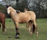 Welsh Pony PP &ndash; Poulain m&acirc;le 2026, vendu avec sa m&egrave;re